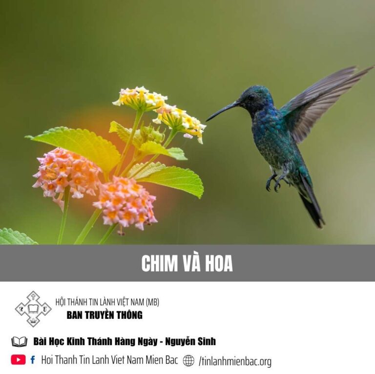 Chim và Hoa 